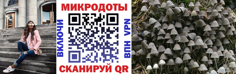 закладки  Краснодар  Псилоцибиновые грибы Psilocybine cubensis 